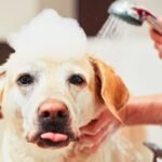 dog grooming online