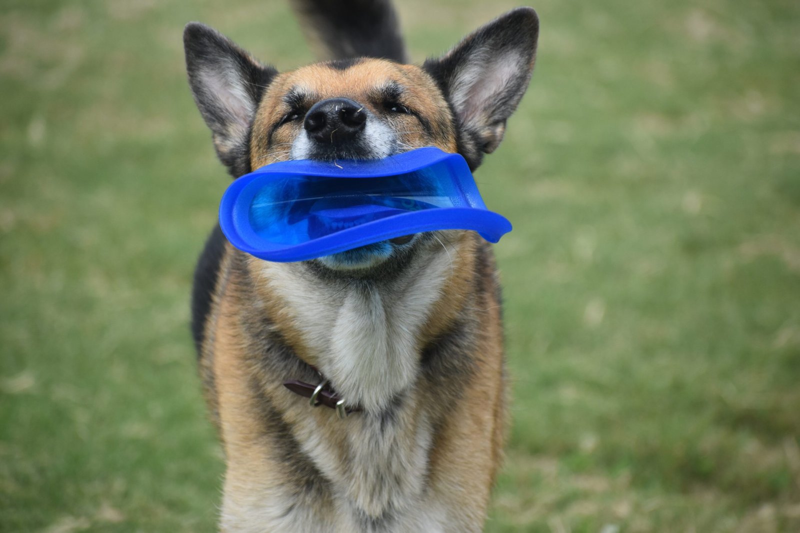 dog toys 2