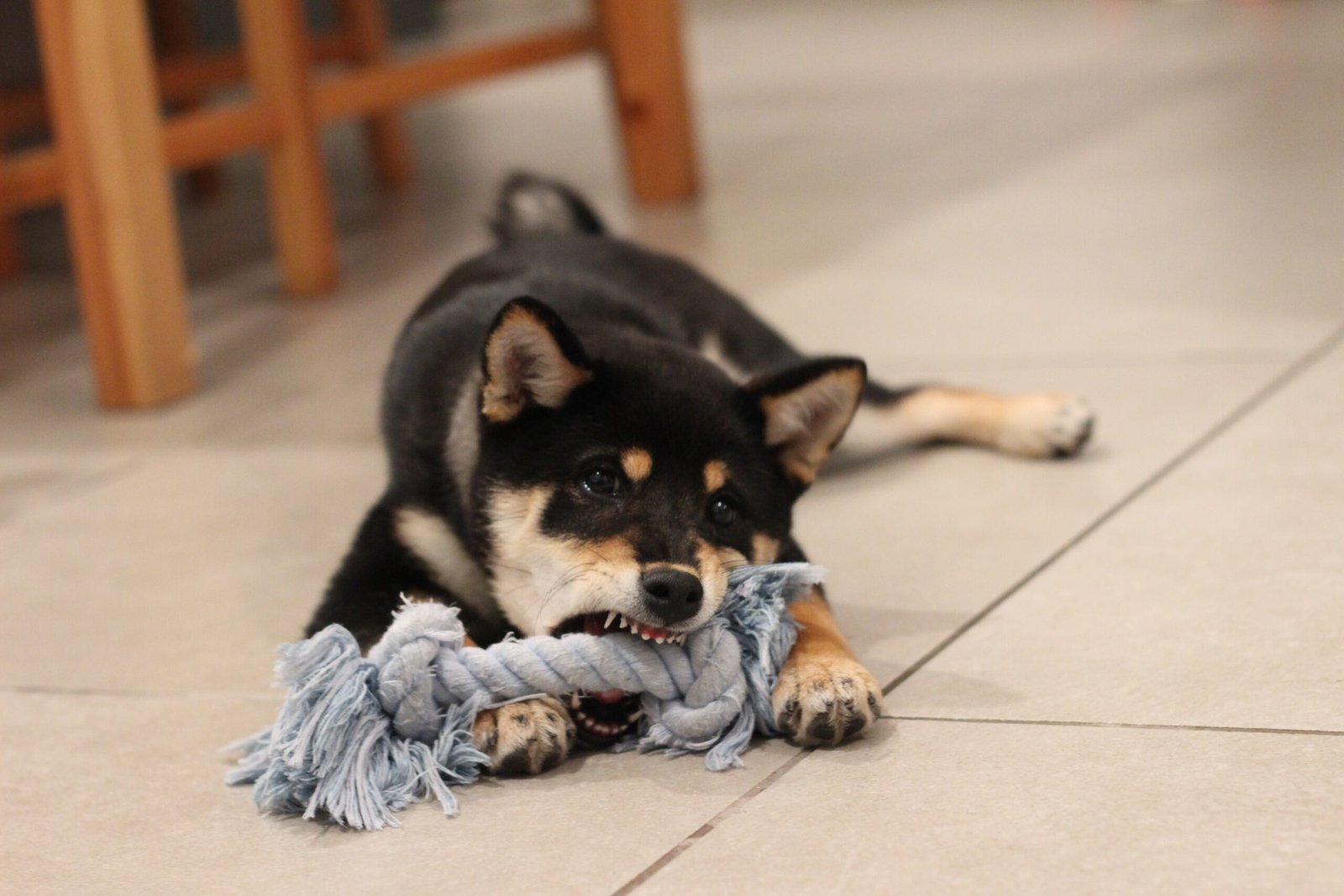 dog toys1