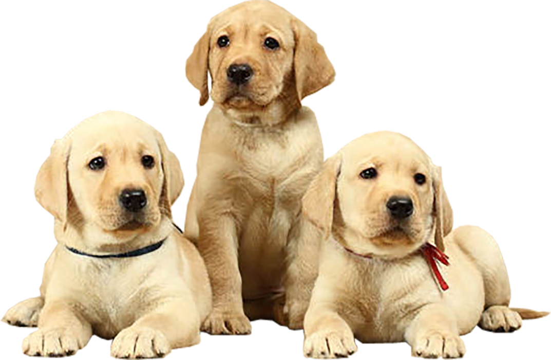 Dog-Grooming