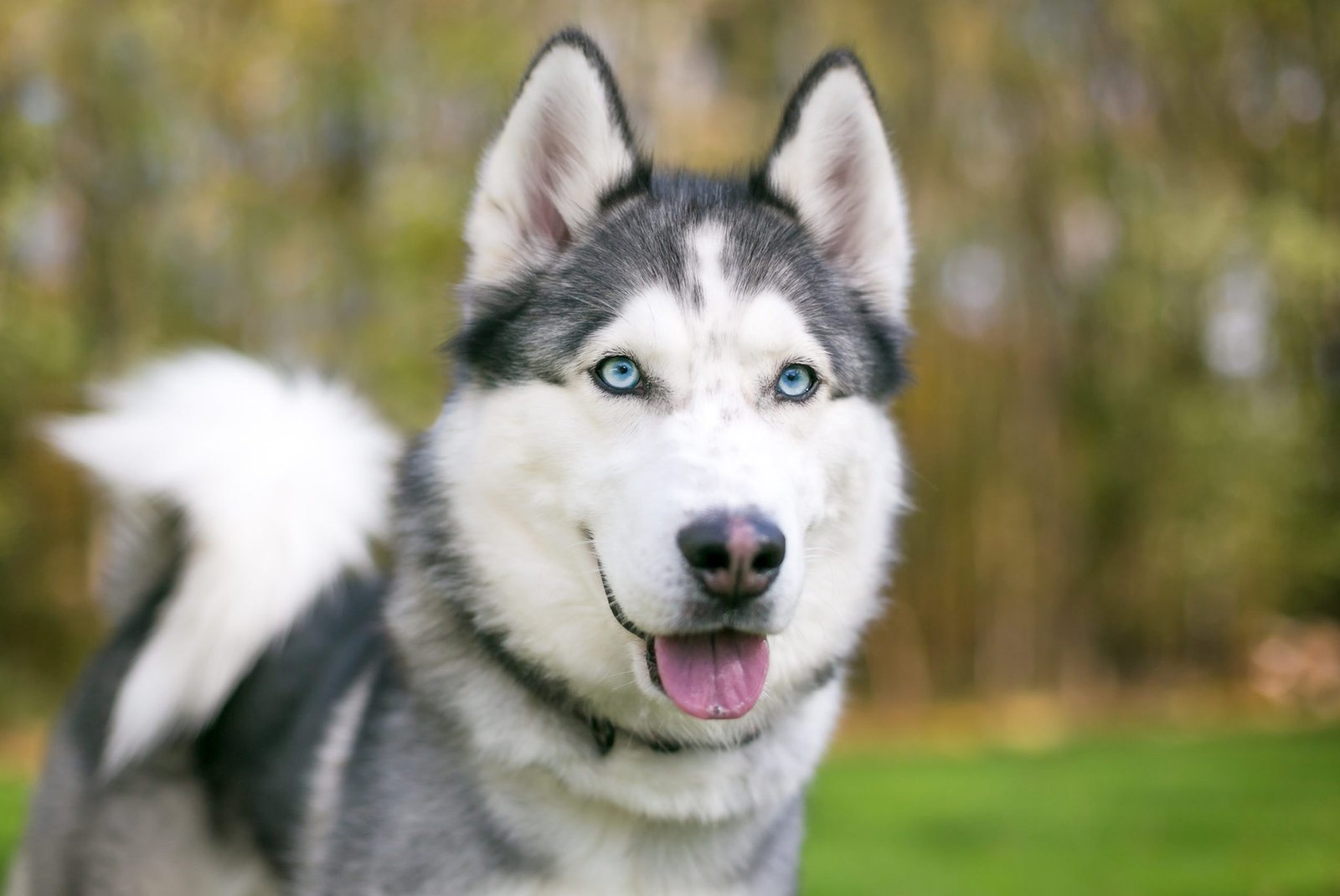 siberian-husky-image