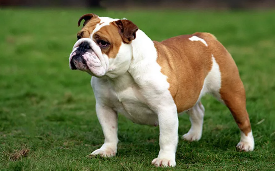 Bulldog: Breed Info, Lifespan & Care | Price in India