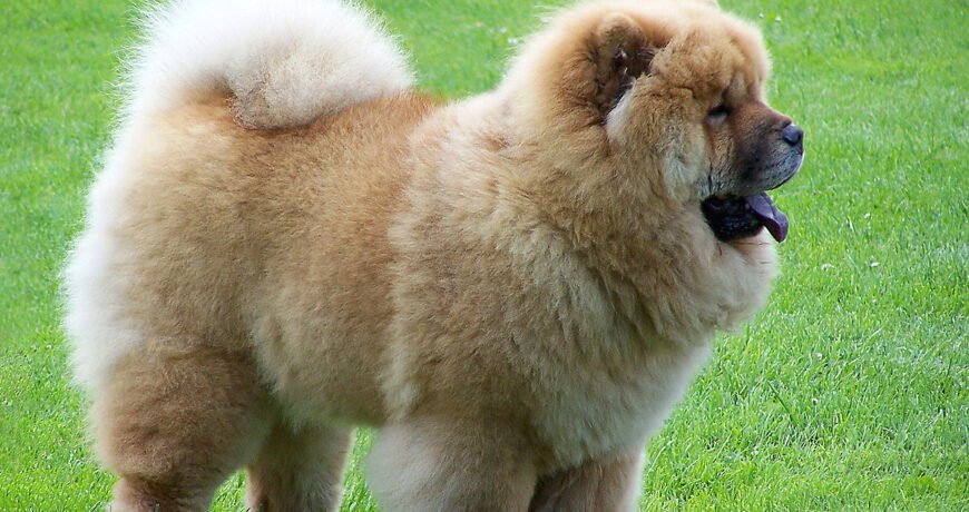 33 Dog Breeds in Chinese  Chinese Dog Breeds, Vocabulary and More