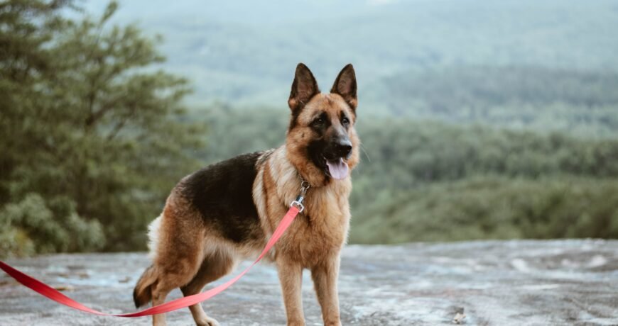 german shepherd