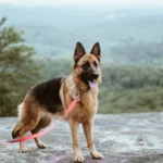 german shepherd scaled