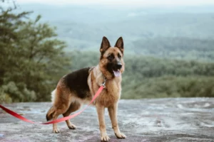 german shepherd scaled