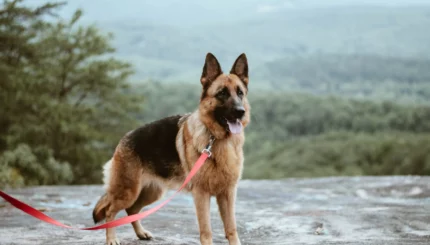 german shepherd scaled