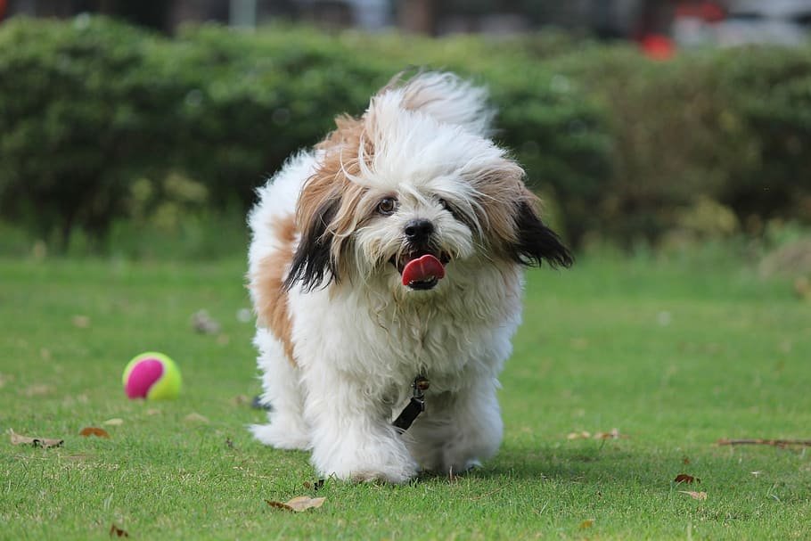 The dog hot sale lhasa apso