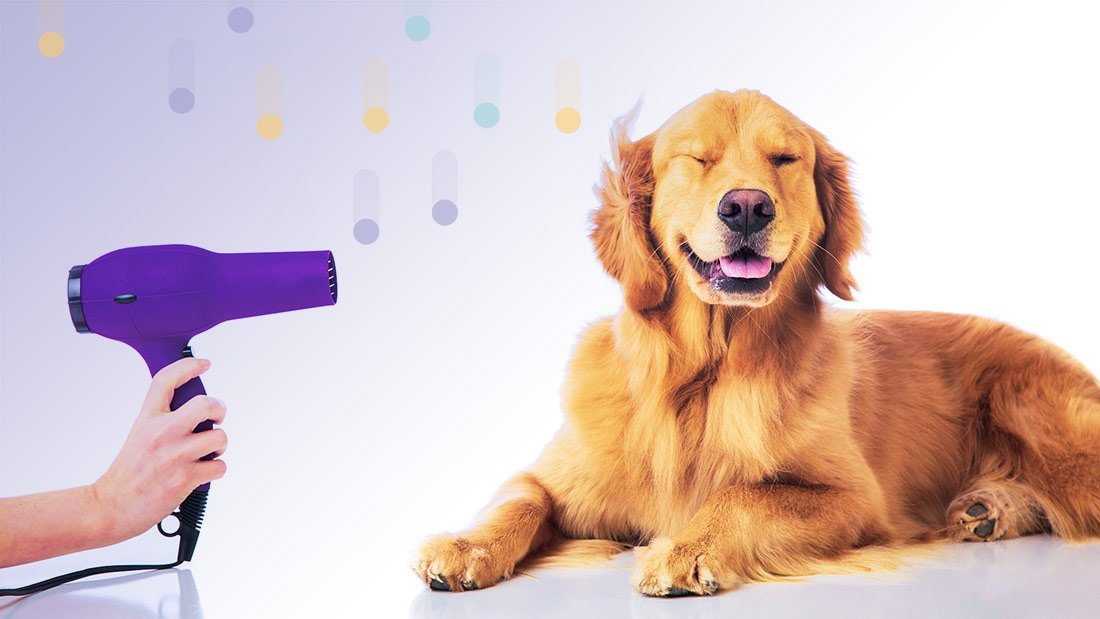 thebestprofessionaldoggroominginmumbai