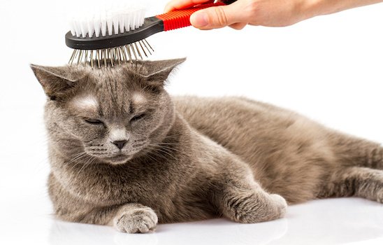 Pets shops at home cat grooming prices