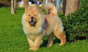 chusky dog breed food