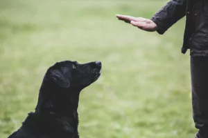 dog trainers in delhi ncr noida