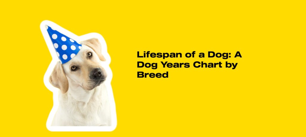 Dogs-lifespan-chart-by-breed