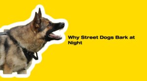Why dog barks at night