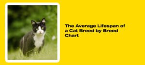 cats lifespan by breed