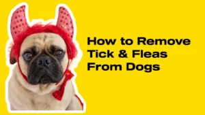 how to remove dog tick fleas