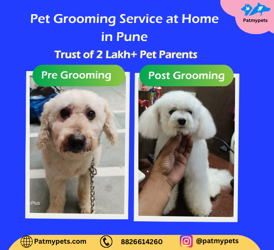 Dog bath service at hot sale home