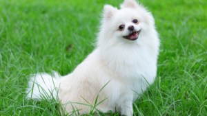 Pomeranian (Pom) Dog Breed Information, Characteristics, Price