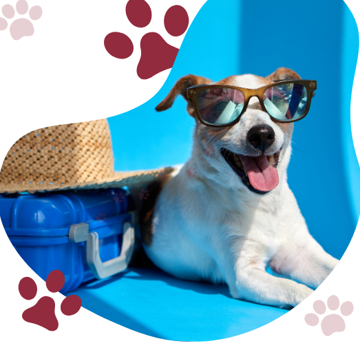 𝐆𝐥𝐨𝐛𝐚𝐥 & 𝐃𝐨𝐦𝐞𝐬𝐭𝐢𝐜 Pet Relocation Services in Bengaluru