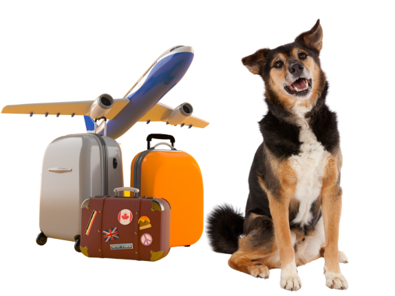 pet relocation services