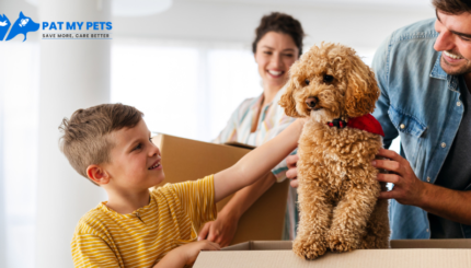 How Much Does Pet Relocation Cost