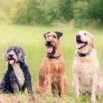 Managing Dog-to-Human Reactivity – A Guide for Pet Owners