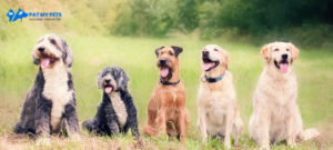 Managing Dog-to-Human Reactivity – A Guide for Pet Owners