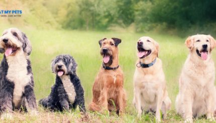 Managing Dog-to-Human Reactivity – A Guide for Pet Owners