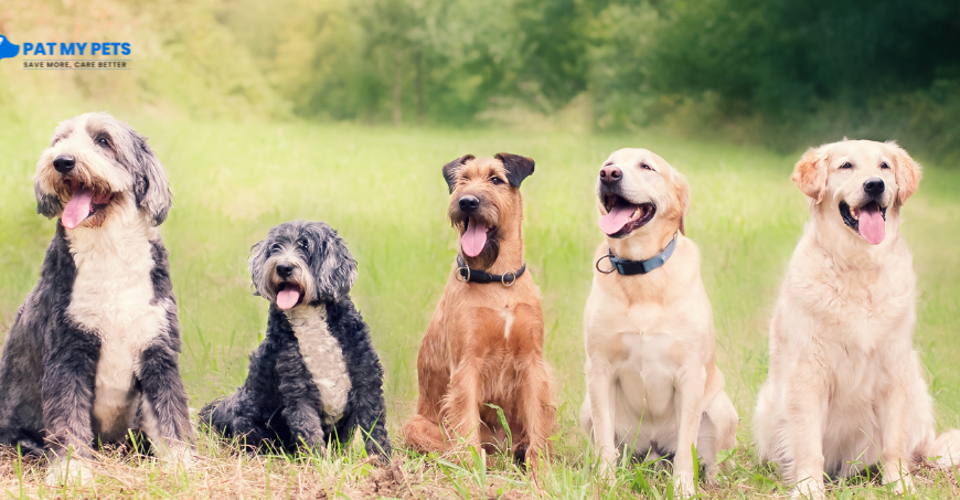 Managing Dog-to-Human Reactivity – A Guide for Pet Owners