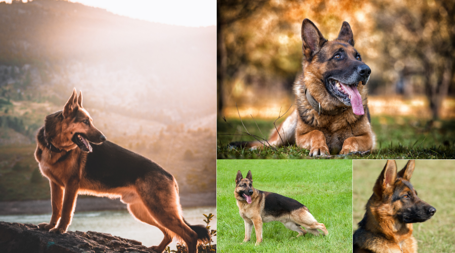 german shepher images