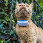 Benefits Of Combining GPS Technology With Traditional Pet Safety Tools