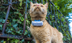 Benefits Of Combining GPS Technology With Traditional Pet Safety Tools