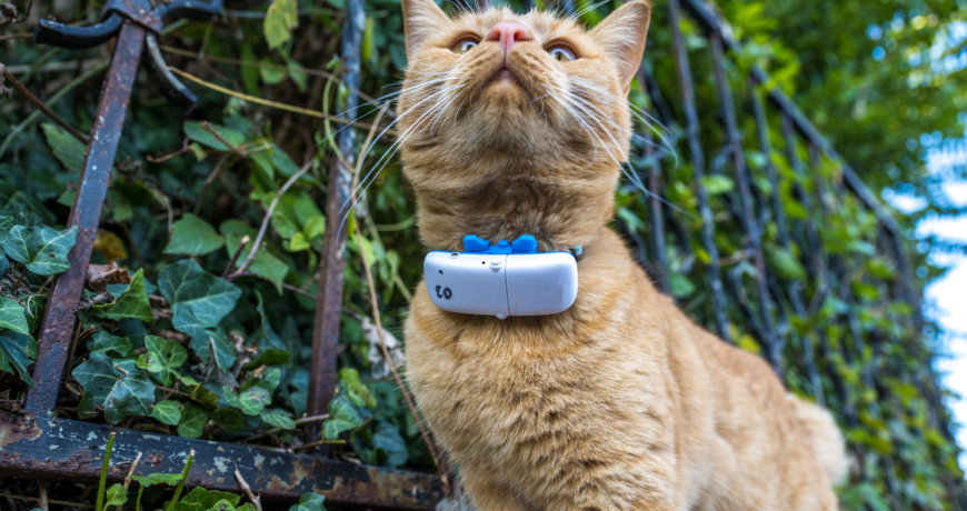 Benefits Of Combining GPS Technology With Traditional Pet Safety Tools