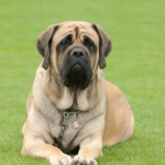 Guide To Training An English Mastiff