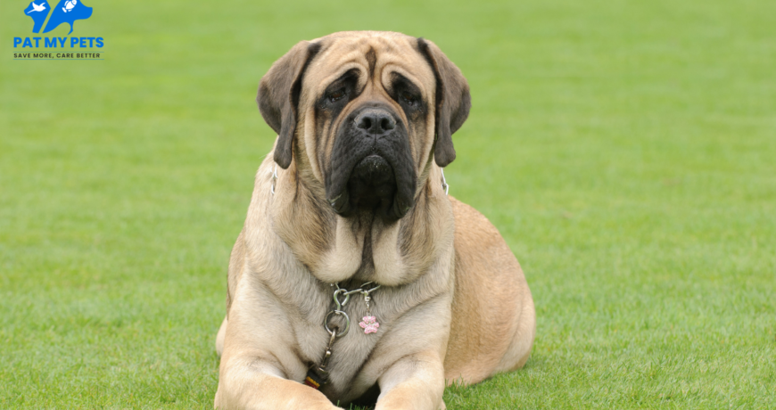 Guide To Training An English Mastiff