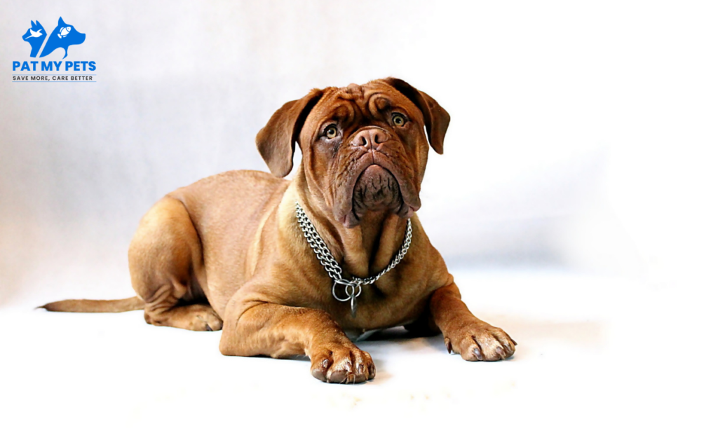 How to Train An English Mastiff