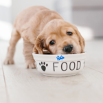 dog food healthy dies