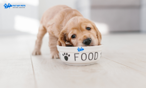 dog food healthy dies