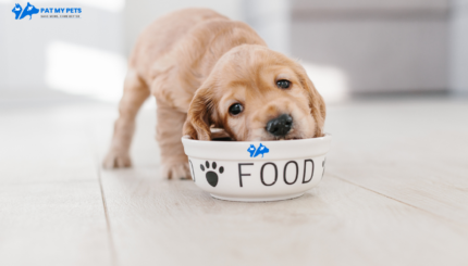 dog food healthy dies