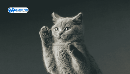 Oriental Shorthair Cat: Why They Can Be Your Ideal Pet?