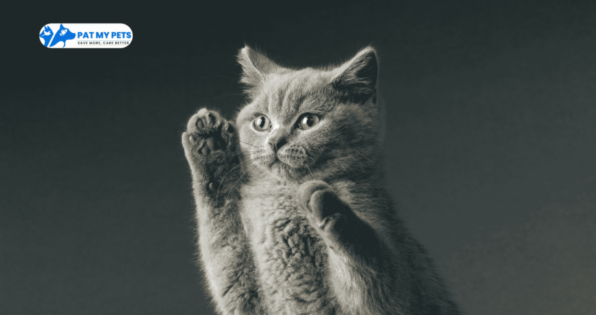 Oriental Shorthair Cat: Why They Can Be Your Ideal Pet?