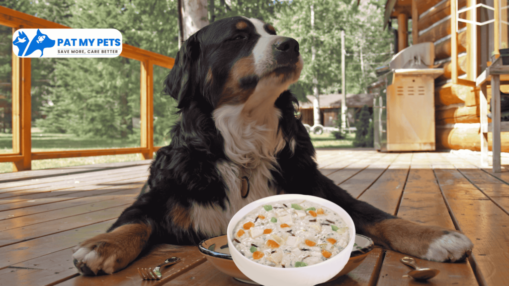 Homemade Vegetarian Indian Food For Dogs and Its recipes 3 Carrot Rice Mix dog food