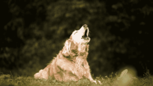 Pet Grooming At Home in Pune 29 Why Do Street Dogs Cry At Night?