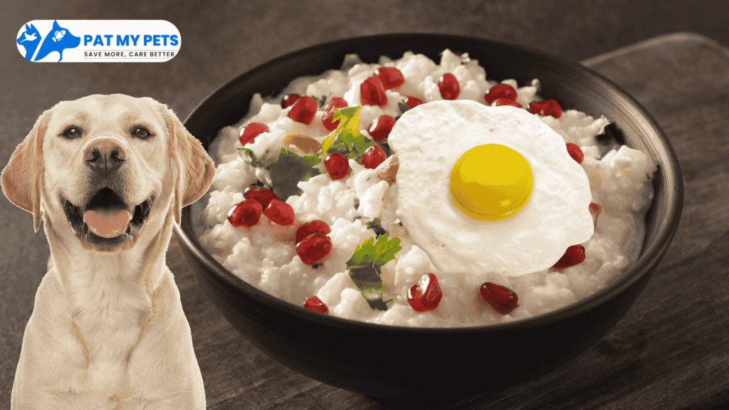 Homemade Vegetarian Indian Food For Dogs and Its recipes 2 curd-rice-mix dog food
