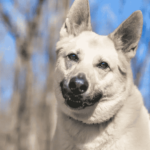 german shepherd husky mix