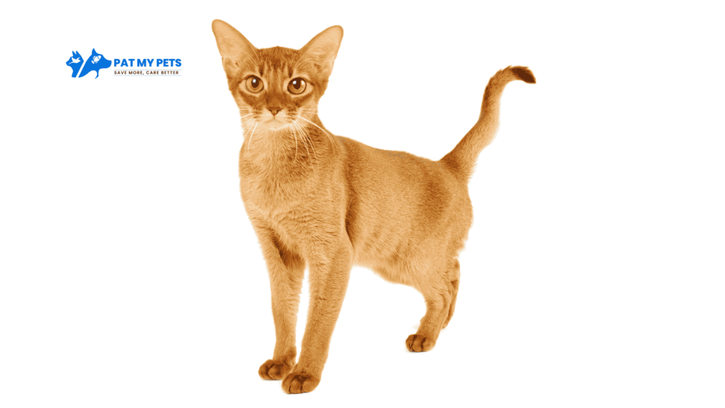 Abyssinian Cat Breed