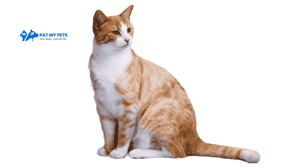 Aegean Cat Breed
