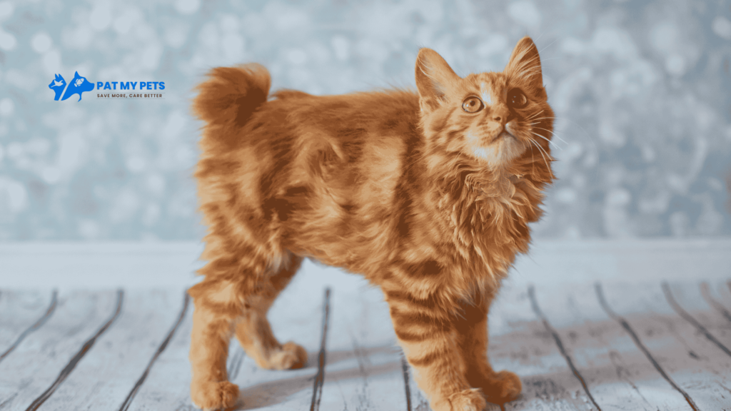 American Bobtail Cat Breed