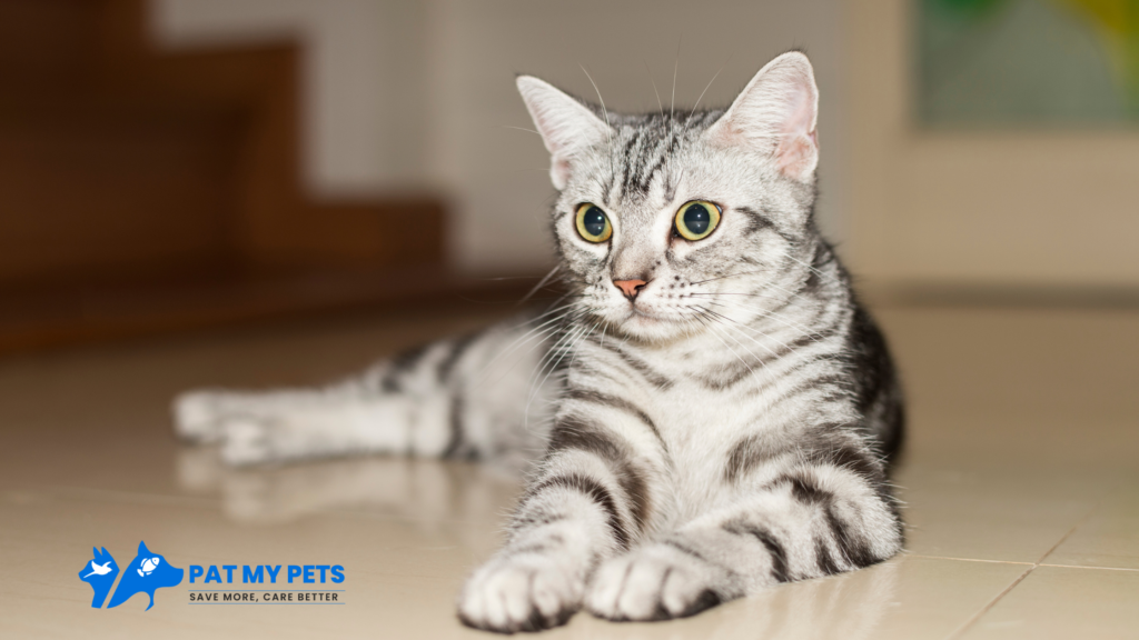 American Shorthair cat breed