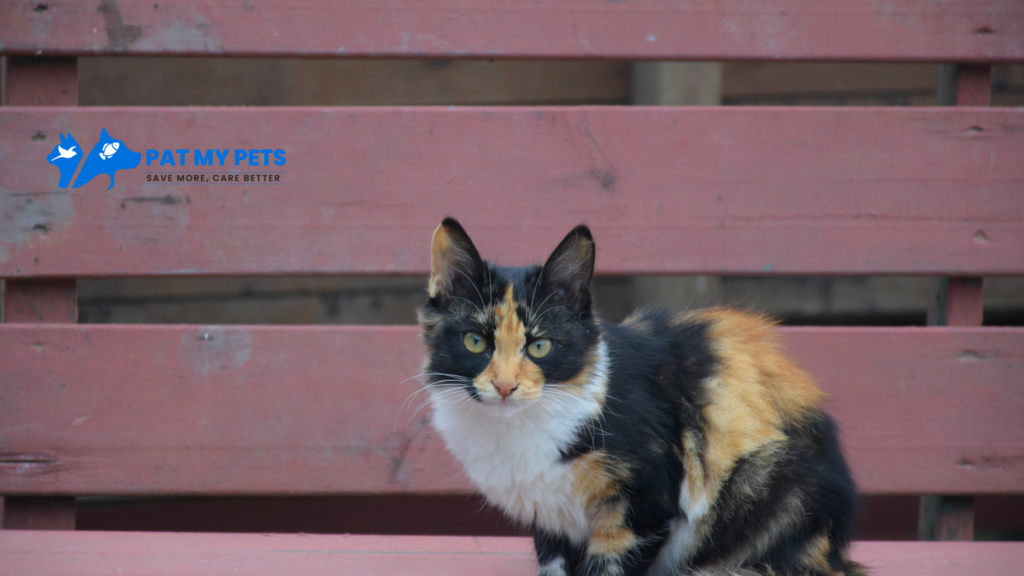 American Wirehair​